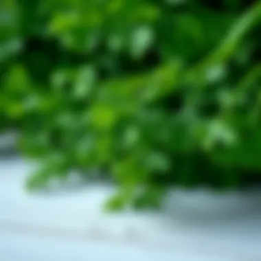 Fresh parsley bunch with droplets of water