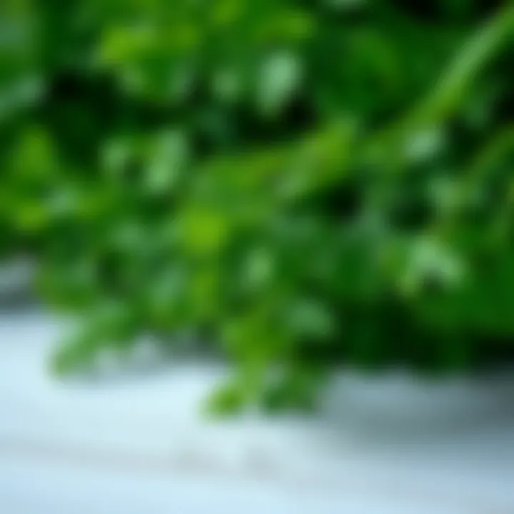 Fresh parsley bunch with droplets of water